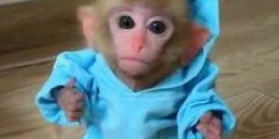 Imagem do grupo de WhatsApp Macaco agiota