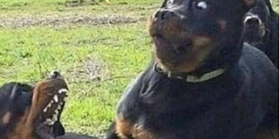 Imagem do grupo de WhatsApp Gatunões de memes