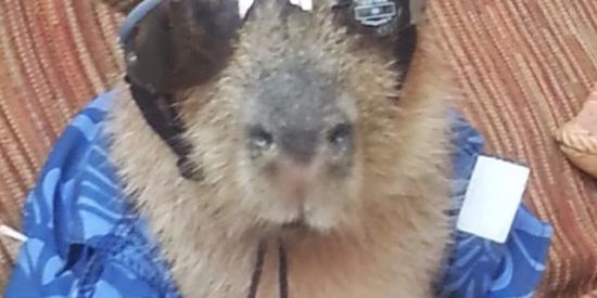 Imagem do grupo de WhatsApp 🤡Figuras_shit