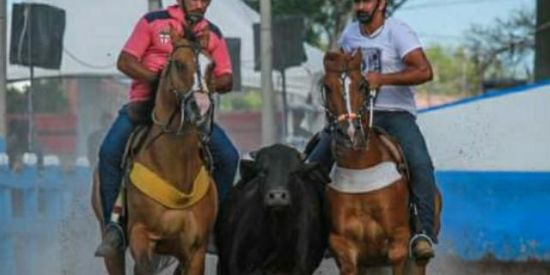 Imagem do grupo de WhatsApp Top Cavalos De 🐎🦬🐎