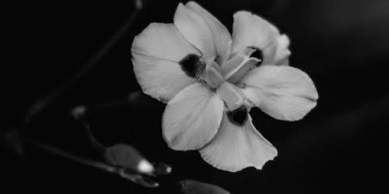 Imagem do grupo de WhatsApp ••W•• C0NC3LH05 ••W••