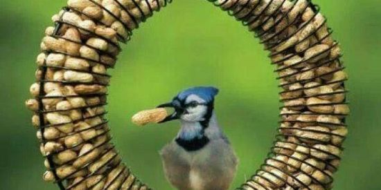 Imagem do grupo de WhatsApp Clube de passaros