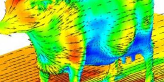 Imagem do grupo de WhatsApp Aerodinâmica de uma vaca