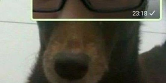 Imagem do grupo de WhatsApp Jojo toddenho