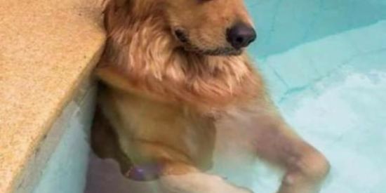 Imagem do grupo de WhatsApp Família South america memes