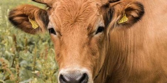 Imagem do grupo de WhatsApp Os Gados