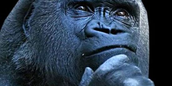 Imagem do grupo de WhatsApp ShitClã