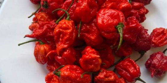 Imagem do grupo de WhatsApp 🌶 Pimentas 🌶