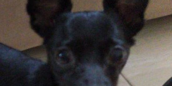 Imagem do grupo de WhatsApp 🤡Figuras_shit