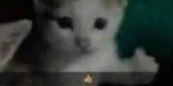 Imagem do grupo de WhatsApp 得shitpost br秘️