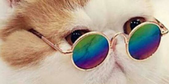 Imagem do grupo de WhatsApp SHIT POST