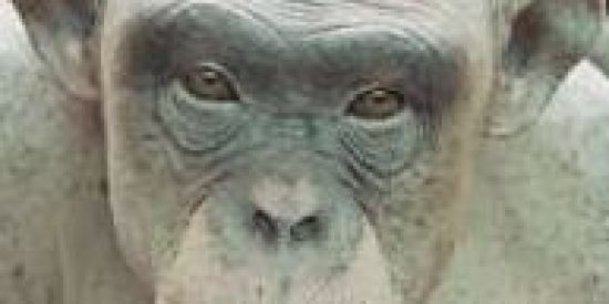 Imagem do grupo de WhatsApp ☣️Shitposting CARECA☣️