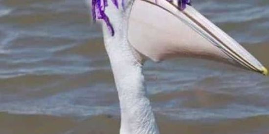 Imagem do grupo de WhatsApp O tuê é um pelicano