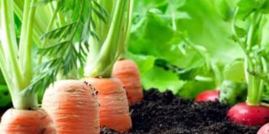 Imagem do grupo de WhatsApp Horta em casa 🌶️🥗🍒🥬