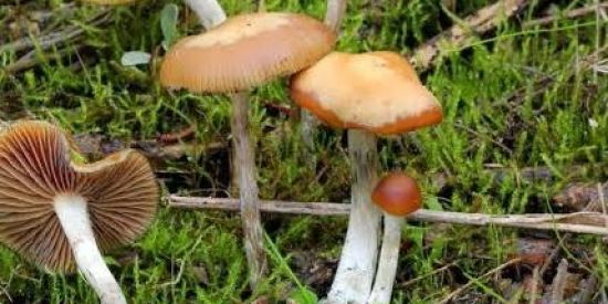 Imagem do grupo de WhatsApp COGULÂNDIA