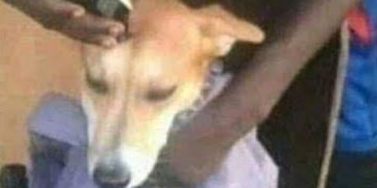 Imagem do grupo de WhatsApp ESQUIZOFRÊNICOS🐦🤝🏼