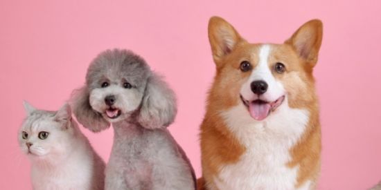 Imagem do grupo de WhatsApp Mimos para PETS 🐶