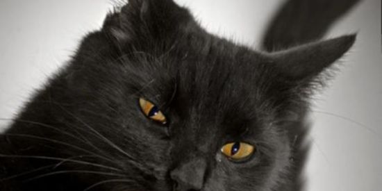 Imagem do grupo de WhatsApp However