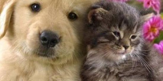 Imagem do grupo de WhatsApp 🚫DOAÇÕES CAMPO GRANDE MS🐶