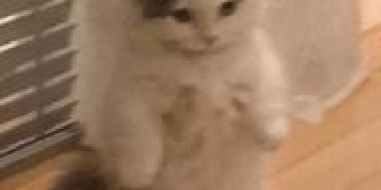 Imagem do grupo de WhatsApp Stickee