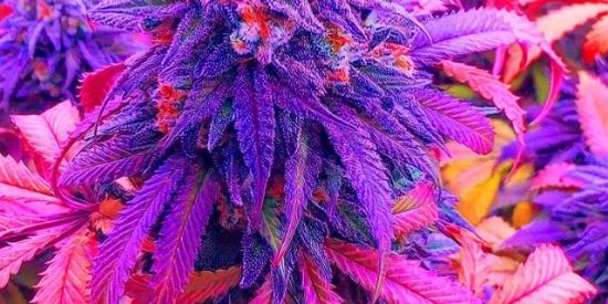 Imagem do grupo de WhatsApp 🄽🄰🄼🄾🅁🄾 🄾🅄 🄰🄼🄸🅉🄰🄳🄴👻😈