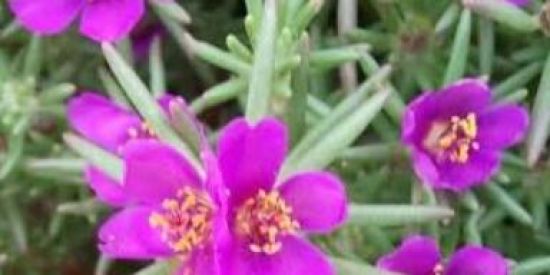 Imagem do grupo de WhatsApp AMOR PELAS PLANTAS 🪴