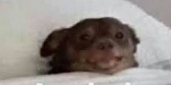 Imagem do grupo de WhatsApp CHAT A MIMIR