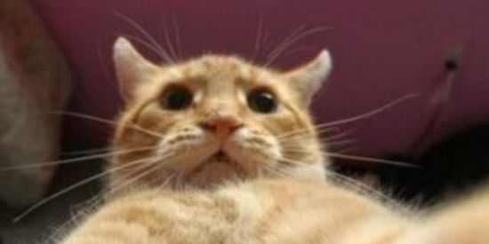 Imagem do grupo de WhatsApp Memes BR/PT