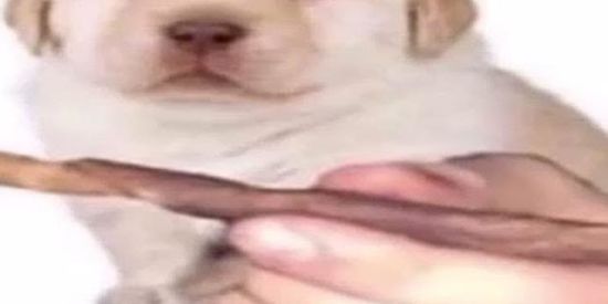 Imagem do grupo de WhatsApp Seleção - shitpost