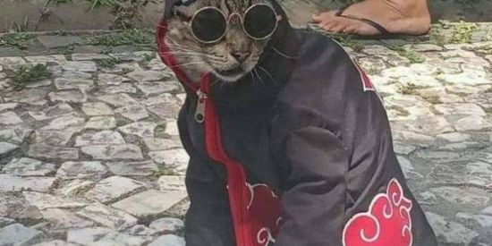 Imagem do grupo de WhatsApp ✨CADASTRAMENTO NINJA✨