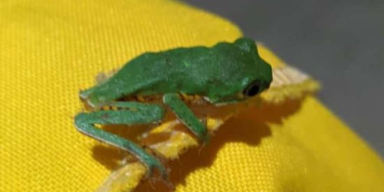 Imagem do grupo de WhatsApp Lord memes😎