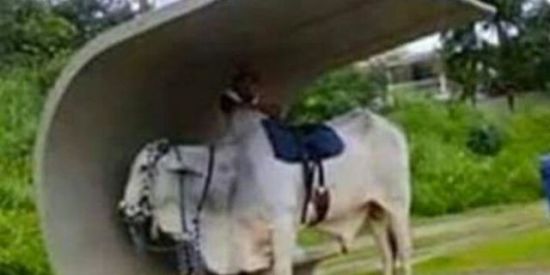 Imagem do grupo de WhatsApp A Terra é oca quando gira