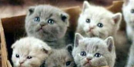 Imagem do grupo de WhatsApp Grupo de gatos❤🍃😻😽