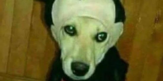 Imagem do grupo de WhatsApp Paranauê