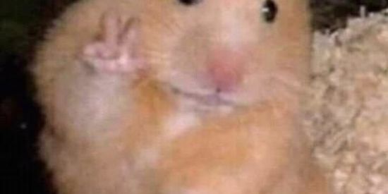 Imagem do grupo de WhatsApp ~Little Sunflower~🌝