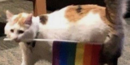 Imagem do grupo de WhatsApp 💅💍PATRÕES E PATROAS 💍💅