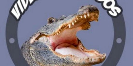 Imagem do grupo de WhatsApp Videos engracados