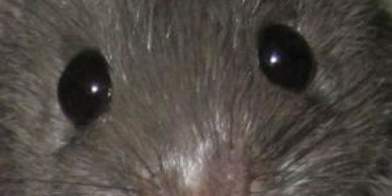 Imagem do grupo de WhatsApp ⫷SÓ GENTE FEIA⫸