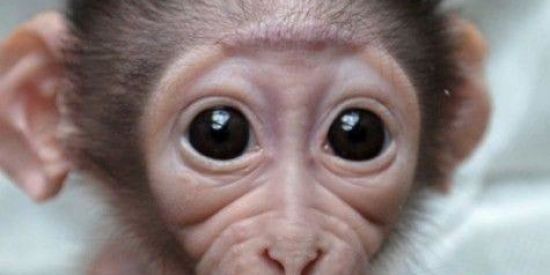 Imagem do grupo de WhatsApp esquizos 🐒