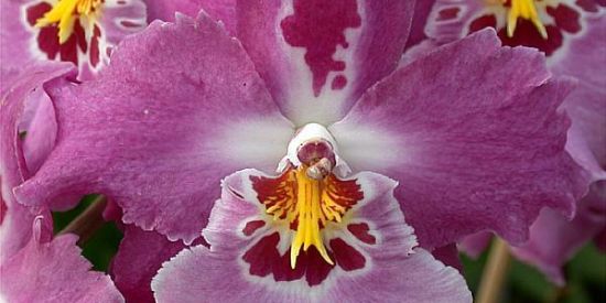 Imagem do grupo de WhatsApp Orquídeas 🌷🌺