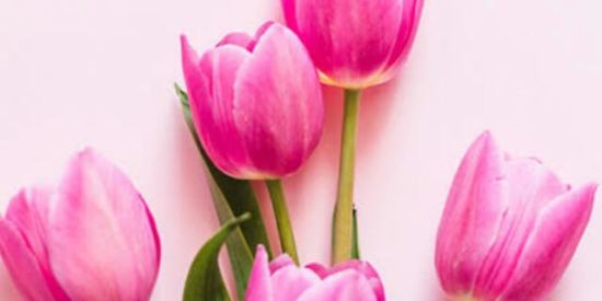 Imagem do grupo de WhatsApp Flores e Plantas 💐