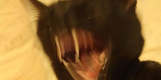 Imagem do grupo de WhatsApp Yamete