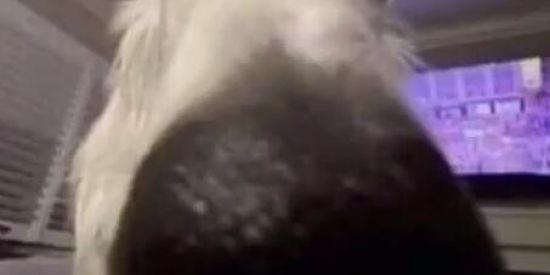 Imagem do grupo de WhatsApp Figuras e memes 2.0