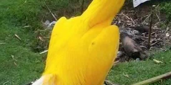 Imagem do grupo de WhatsApp JUAN