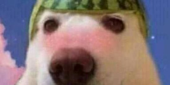 Imagem do grupo de WhatsApp _Shitpost_