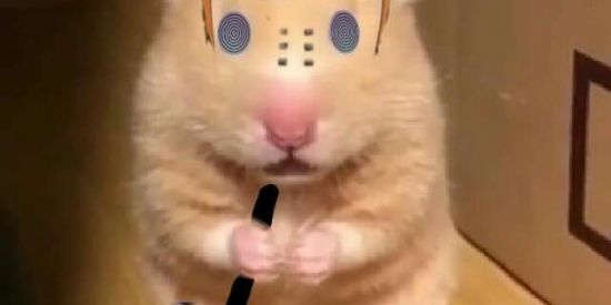 Imagem do grupo de WhatsApp ꧁︎os tal dos gato aɴɨme꧂TM