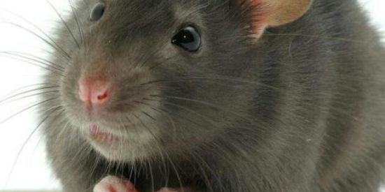 Imagem do grupo de WhatsApp 🌛 Jogando a Vida Fora 🌜