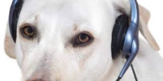 Imagem do grupo de WhatsApp ✨coletores de fofocas✨