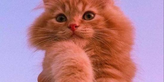 Imagem do grupo de WhatsApp Os anjinhos do tik tok 😇