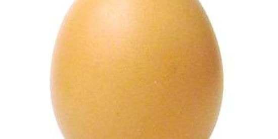 Imagem do grupo de WhatsApp my egg🥚🥚